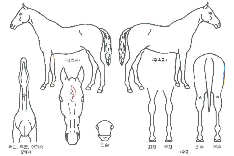 ����Ĩ�� ����,���,�޸�,�λ�,�ٸ��� Ư¡����