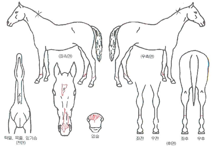 �ӽ�Ʈ���� ����,���,�޸�,�λ�,�ٸ��� Ư¡����