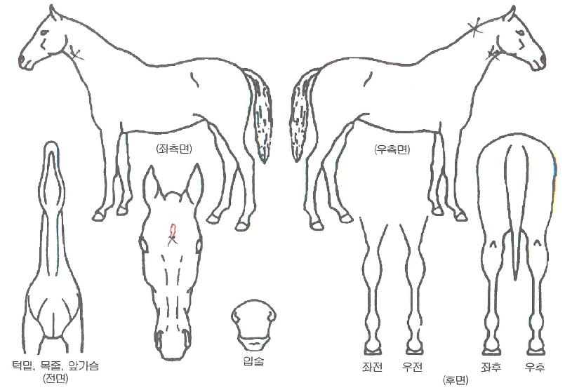 µëÁ÷ÀÌÀÇ Ãø¸é,¿ì¸é,µÞ¸é,µÎ»ó,´Ù¸®ÀÇ Æ¯Â¡µµÇØ