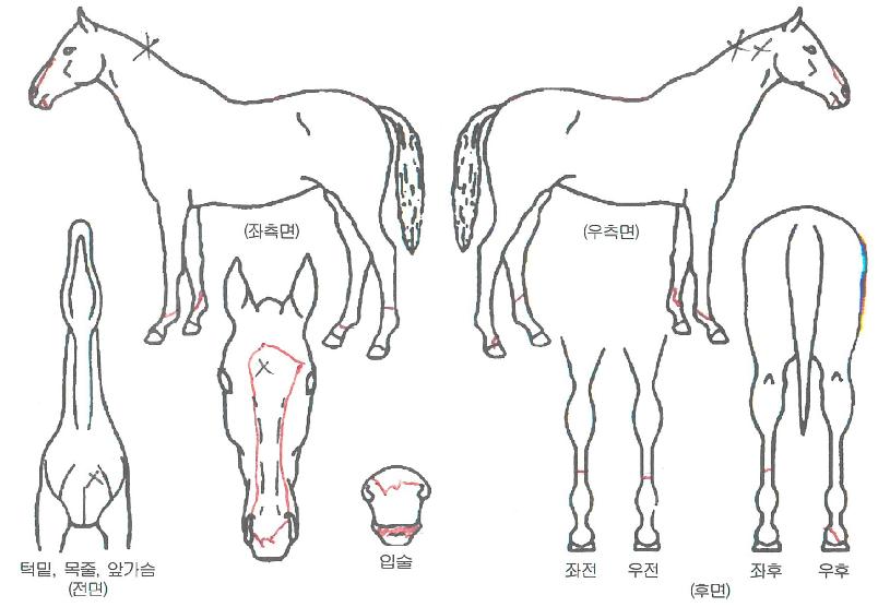 ¸Ó½ºÆ®ÇÁ·ÎÀÇ Ãø¸é,¿ì¸é,µÞ¸é,µÎ»ó,´Ù¸®ÀÇ Æ¯Â¡µµÇØ