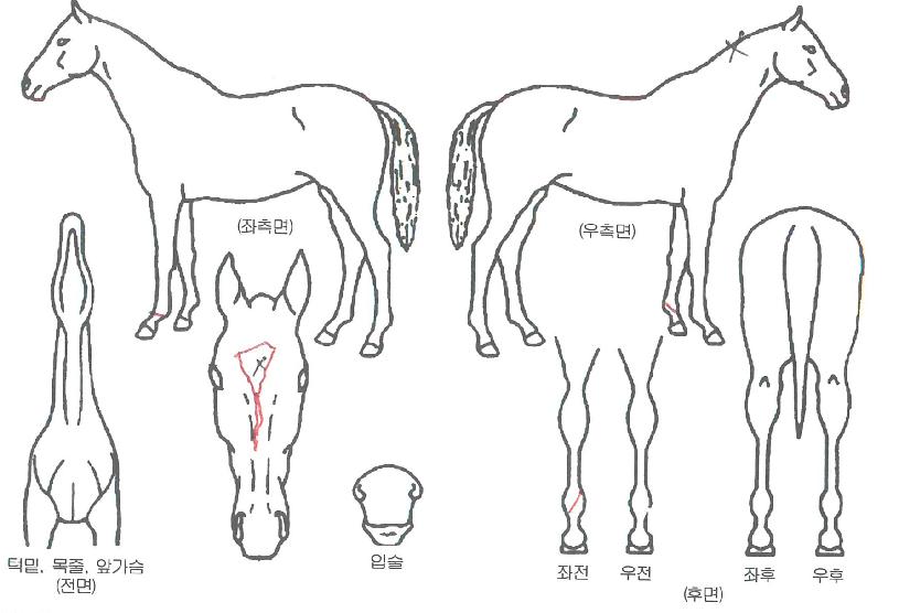 �ӽ�Ʈ������ ����,���,�޸�,�λ�,�ٸ��� Ư¡����