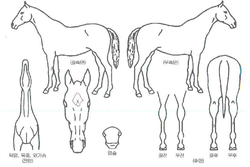 �߽�Į�����罺�ڸ��� ����,���,�޸�,�λ�,�ٸ��� Ư¡����