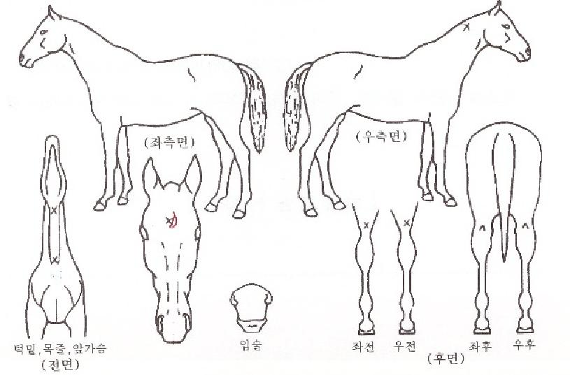 �ö��׳�Ƽ�� ����,���,�޸�,�λ�,�ٸ��� Ư¡����