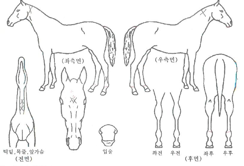 ¶ó¿Â»êÅ佺ÀÇ Ãø¸é,¿ì¸é,µÞ¸é,µÎ»ó,´Ù¸®ÀÇ Æ¯Â¡µµÇØ