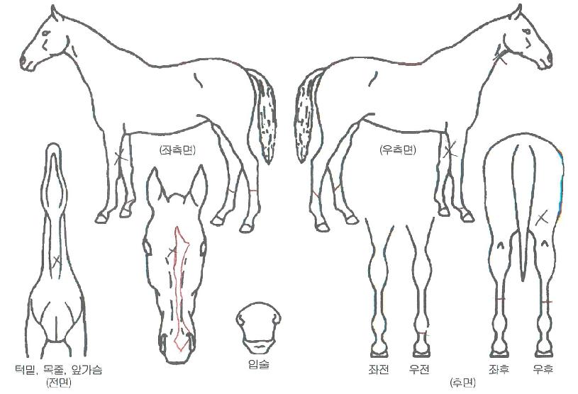 ¶ó¿ÂÇÁ¸®µåÀÚ¸¶ÀÇ Ãø¸é,¿ì¸é,µÞ¸é,µÎ»ó,´Ù¸®ÀÇ Æ¯Â¡µµÇØ