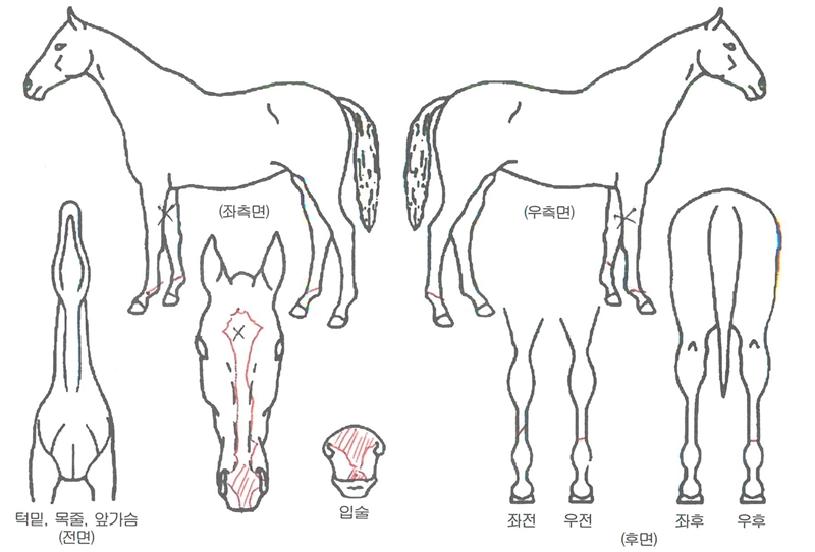 ¶ó¿Â¾Æ¸ð½ºÀÇ Ãø¸é,¿ì¸é,µÞ¸é,µÎ»ó,´Ù¸®ÀÇ Æ¯Â¡µµÇØ