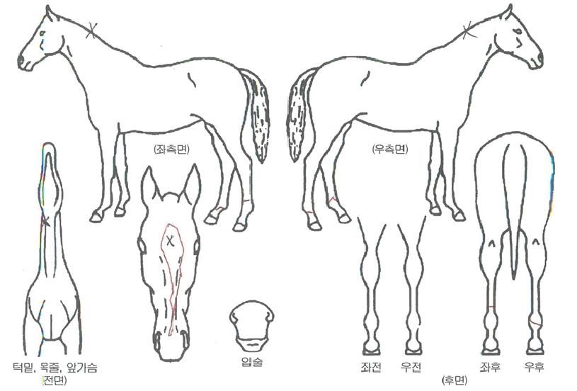 ¼±»þÀξîºêÀ¯¾î·´ÀÚ¸¶ÀÇ Ãø¸é,¿ì¸é,µÞ¸é,µÎ»ó,´Ù¸®ÀÇ Æ¯Â¡µµÇØ