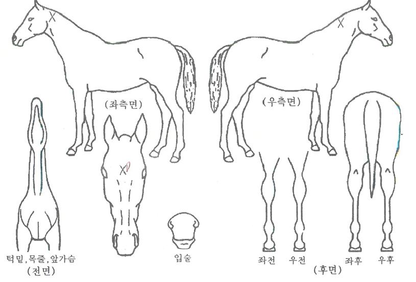 ����丶���� ����,���,�޸�,�λ�,�ٸ��� Ư¡����