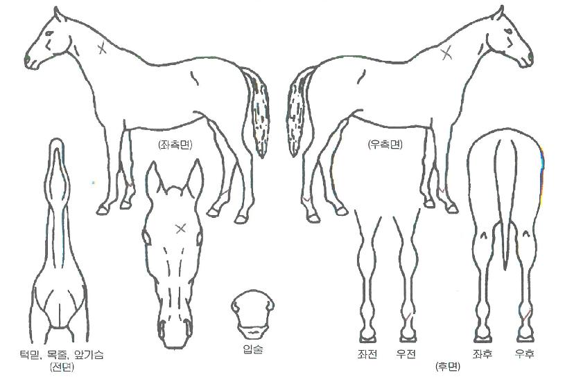 �����Ŀ��� ����,���,�޸�,�λ�,�ٸ��� Ư¡����