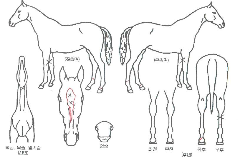 ���ۺ����̵��� ����,���,�޸�,�λ�,�ٸ��� Ư¡����