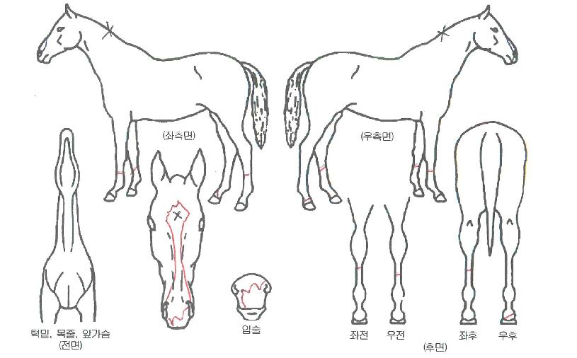 ��Ʋ���� ����,���,�޸�,�λ�,�ٸ��� Ư¡����