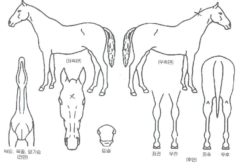 µ¥½ºÆ¼´ÏÀÇ Ãø¸é,¿ì¸é,µÞ¸é,µÎ»ó,´Ù¸®ÀÇ Æ¯Â¡µµÇØ