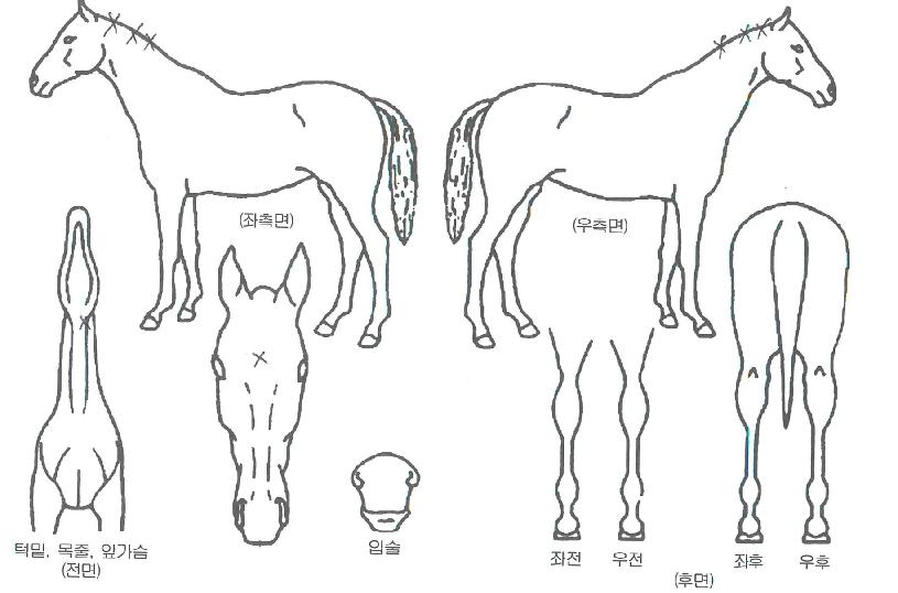 �ݰ�õ���� ����,���,�޸�,�λ�,�ٸ��� Ư¡����