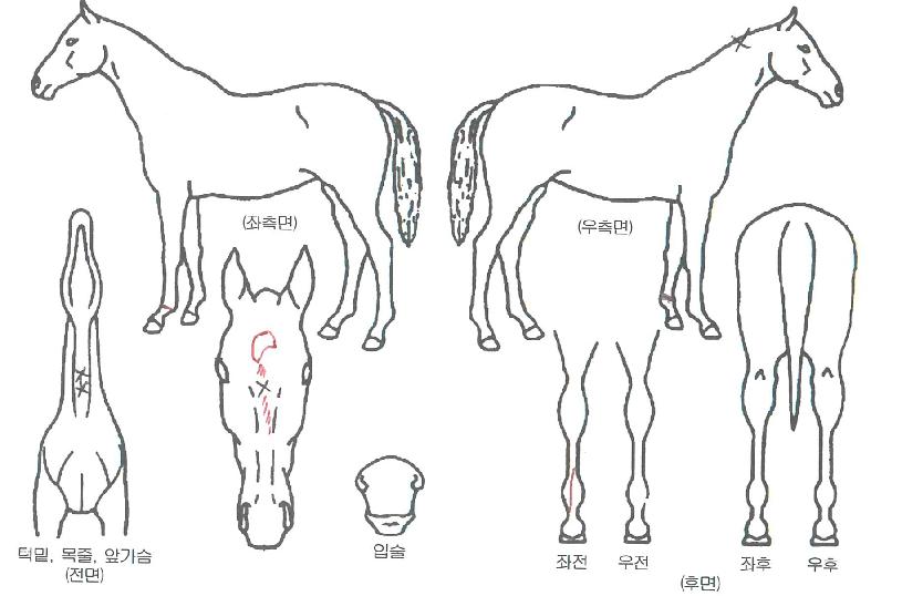 ¹Ù¸®¹Ù¸®ÀÇ Ãø¸é,¿ì¸é,µÞ¸é,µÎ»ó,´Ù¸®ÀÇ Æ¯Â¡µµÇØ