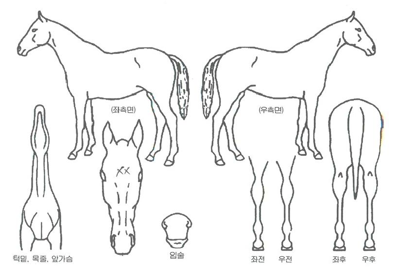 Ʈ����ź�� ����,���,�޸�,�λ�,�ٸ��� Ư¡����