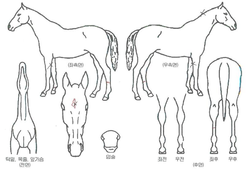 °ñµåµ¥ÀÌÀÇ Ãø¸é,¿ì¸é,µÞ¸é,µÎ»ó,´Ù¸®ÀÇ Æ¯Â¡µµÇØ