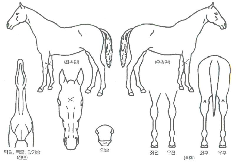 ºòµðÆÛ·±½ºÀÚ¸¶ÀÇ Ãø¸é,¿ì¸é,µÞ¸é,µÎ»ó,´Ù¸®ÀÇ Æ¯Â¡µµÇØ