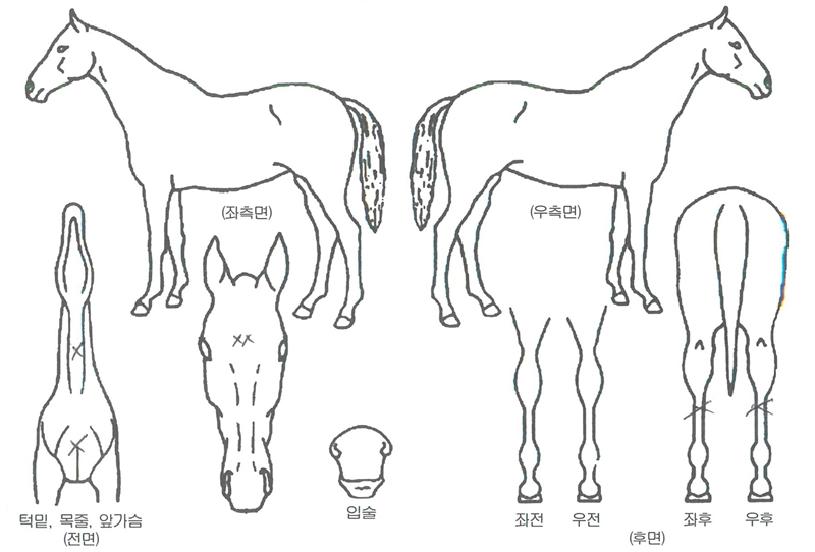 ���������� ����,���,�޸�,�λ�,�ٸ��� Ư¡����