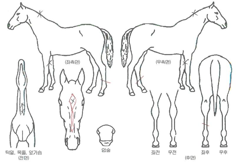 ������� ����,���,�޸�,�λ�,�ٸ��� Ư¡����