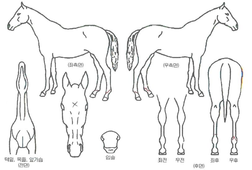 ÁÁ¾Æ¶óÀÇ Ãø¸é,¿ì¸é,µÞ¸é,µÎ»ó,´Ù¸®ÀÇ Æ¯Â¡µµÇØ