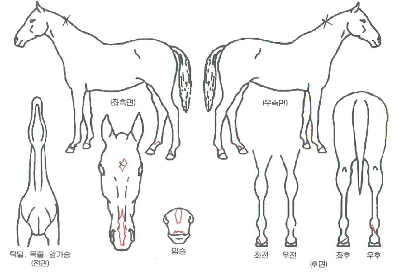 ´õºí´õ°ñµåÀÚ¸¶ÀÇ Ãø¸é,¿ì¸é,µÞ¸é,µÎ»ó,´Ù¸®ÀÇ Æ¯Â¡µµÇØ