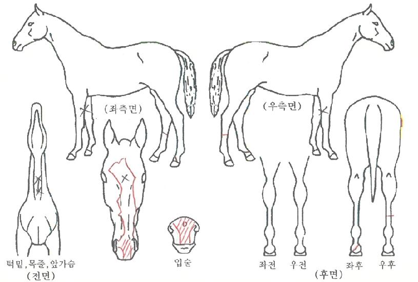 ±âÇÁƼµå¼±ÀÇ Ãø¸é,¿ì¸é,µÞ¸é,µÎ»ó,´Ù¸®ÀÇ Æ¯Â¡µµÇØ