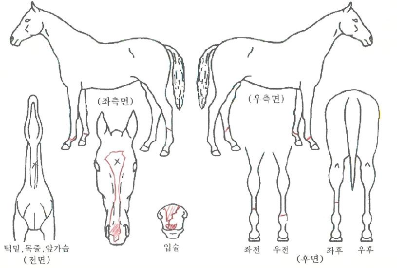 �̷�Ŭ����Ʈ�ڸ��� ����,���,�޸�,�λ�,�ٸ��� Ư¡����