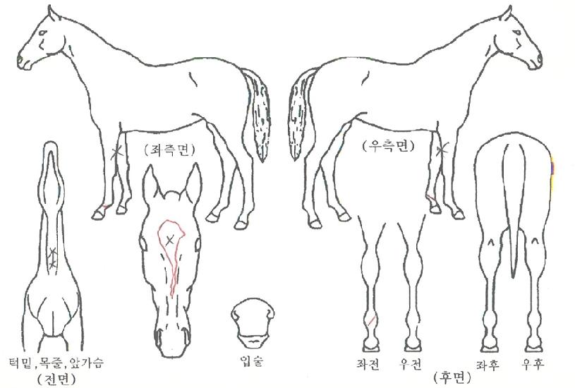 ½º¸¶Æ®·¹À̵ðÀÇ Ãø¸é,¿ì¸é,µÞ¸é,µÎ»ó,´Ù¸®ÀÇ Æ¯Â¡µµÇØ