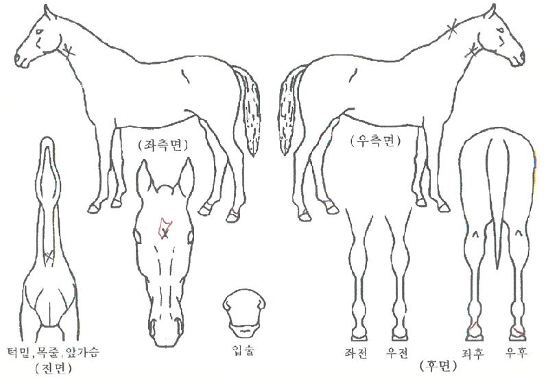 ����ȷ�Ű�� ����,���,�޸�,�λ�,�ٸ��� Ư¡����