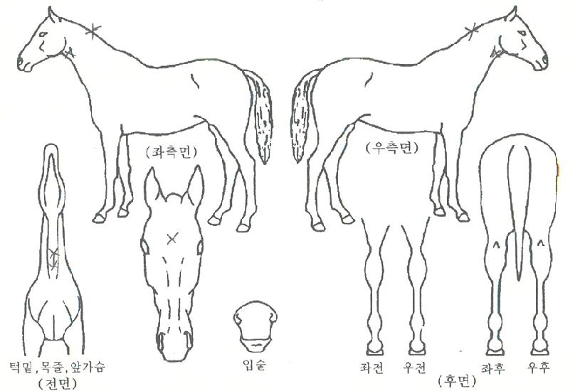 ¹Ì¶óŬº¼Æ®ÀÇ Ãø¸é,¿ì¸é,µÞ¸é,µÎ»ó,´Ù¸®ÀÇ Æ¯Â¡µµÇØ