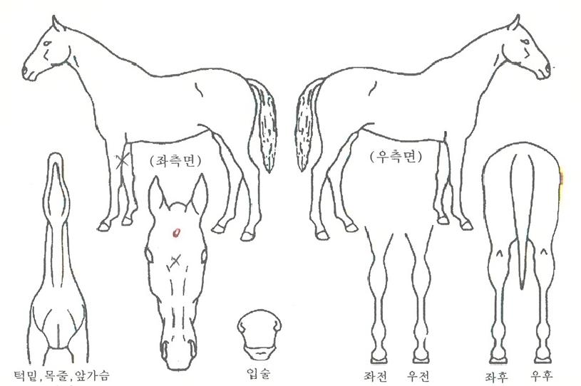 Ã»ÃµÇØÀÇ Ãø¸é,¿ì¸é,µÞ¸é,µÎ»ó,´Ù¸®ÀÇ Æ¯Â¡µµÇØ