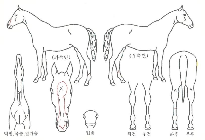 ¶ó½ºÆ®ÄÚµðÀÇ Ãø¸é,¿ì¸é,µÞ¸é,µÎ»ó,´Ù¸®ÀÇ Æ¯Â¡µµÇØ