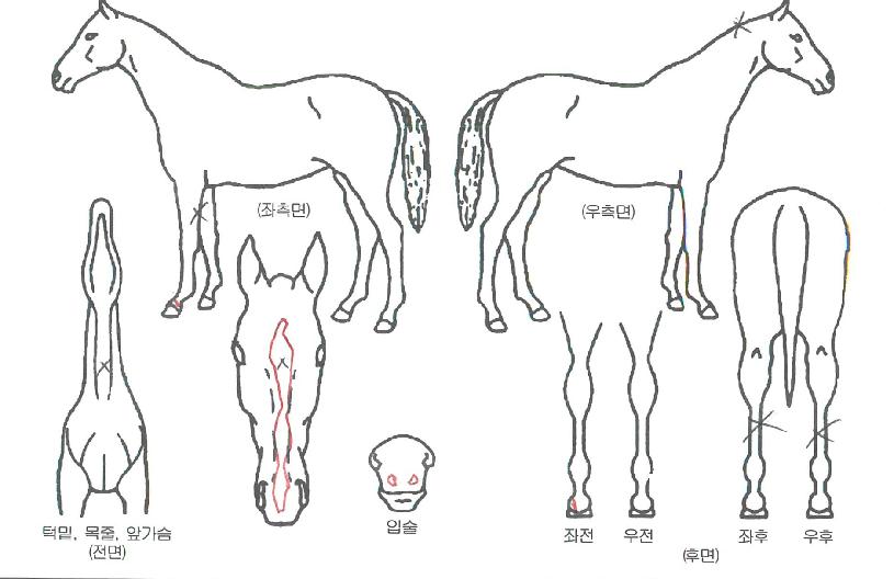 »ó¾Æ¹ú°ÀÚÀÇ Ãø¸é,¿ì¸é,µÞ¸é,µÎ»ó,´Ù¸®ÀÇ Æ¯Â¡µµÇØ