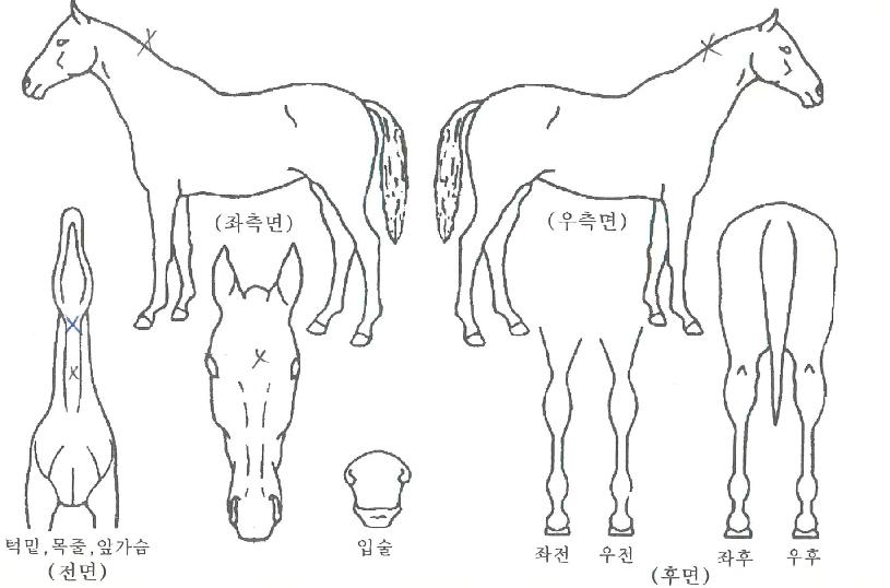ÇÕÀÛǰÀÇ Ãø¸é,¿ì¸é,µÞ¸é,µÎ»ó,´Ù¸®ÀÇ Æ¯Â¡µµÇØ