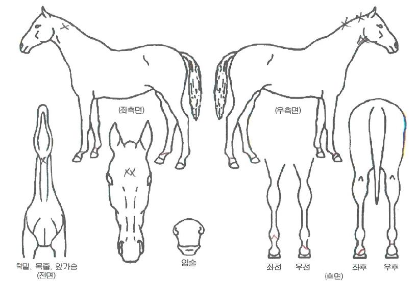 ¿ùµåÇ÷¡½ÃÀÇ Ãø¸é,¿ì¸é,µÞ¸é,µÎ»ó,´Ù¸®ÀÇ Æ¯Â¡µµÇØ