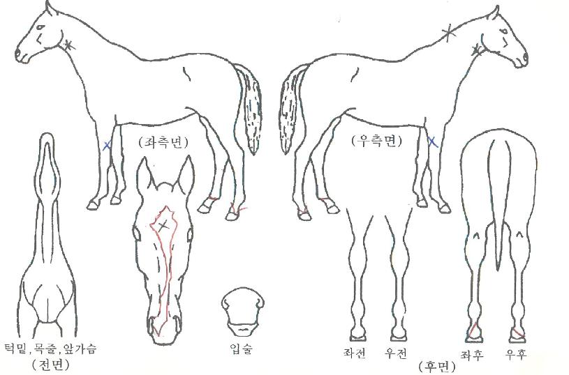 �����ʻ��� ����,���,�޸�,�λ�,�ٸ��� Ư¡����