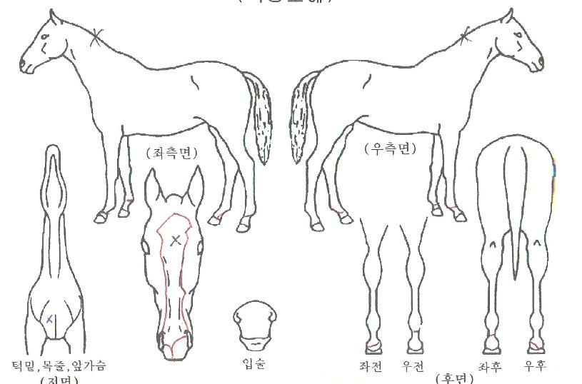 ¾Æ±×¸®ºüÀÇ Ãø¸é,¿ì¸é,µÞ¸é,µÎ»ó,´Ù¸®ÀÇ Æ¯Â¡µµÇØ