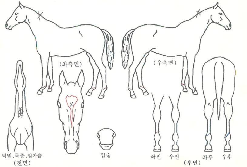 ���ӵ�ǳ�� ����,���,�޸�,�λ�,�ٸ��� Ư¡����