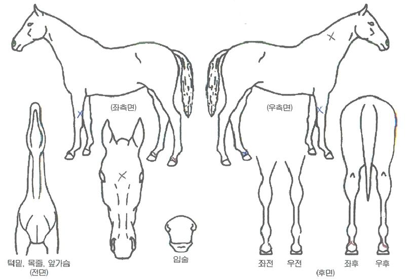 õ³âÇÔ¼ºÀÇ Ãø¸é,¿ì¸é,µÞ¸é,µÎ»ó,´Ù¸®ÀÇ Æ¯Â¡µµÇØ