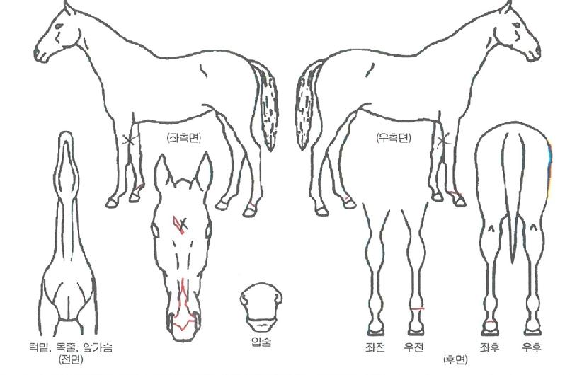 ����Ʈŷ�� ����,���,�޸�,�λ�,�ٸ��� Ư¡����