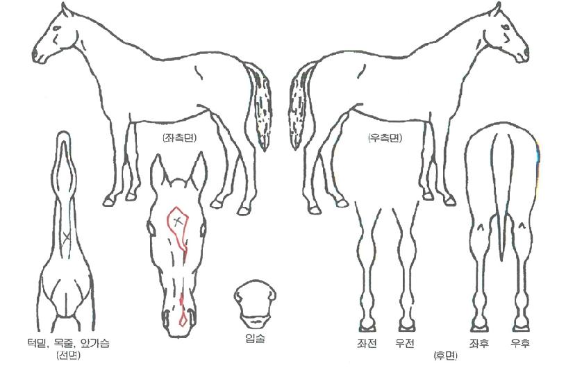 ´çÂù¼Ò³àÀÇ Ãø¸é,¿ì¸é,µÞ¸é,µÎ»ó,´Ù¸®ÀÇ Æ¯Â¡µµÇØ