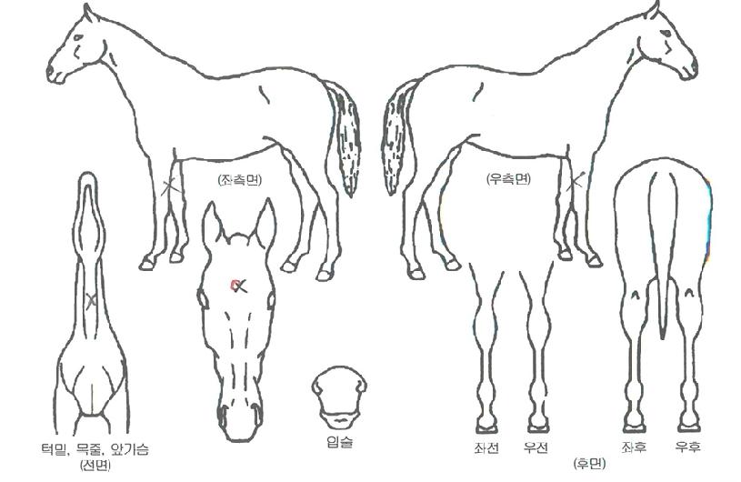 �׶������� ����,���,�޸�,�λ�,�ٸ��� Ư¡����