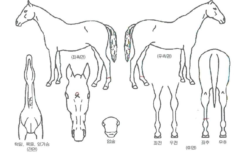 ½ºÅè¶óÀÌÄ¿ÀÇ Ãø¸é,¿ì¸é,µÞ¸é,µÎ»ó,´Ù¸®ÀÇ Æ¯Â¡µµÇØ