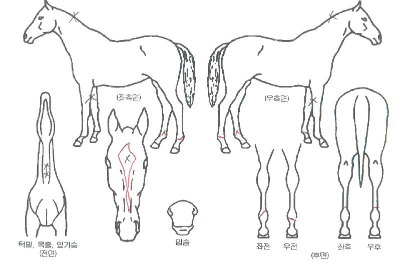 ¾Æ¸¶°Ùµ·ÀÇ Ãø¸é,¿ì¸é,µÞ¸é,µÎ»ó,´Ù¸®ÀÇ Æ¯Â¡µµÇØ