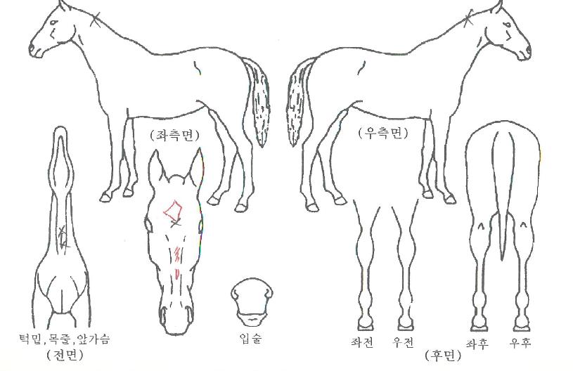 »óºñ±ºÀÇ Ãø¸é,¿ì¸é,µÞ¸é,µÎ»ó,´Ù¸®ÀÇ Æ¯Â¡µµÇØ