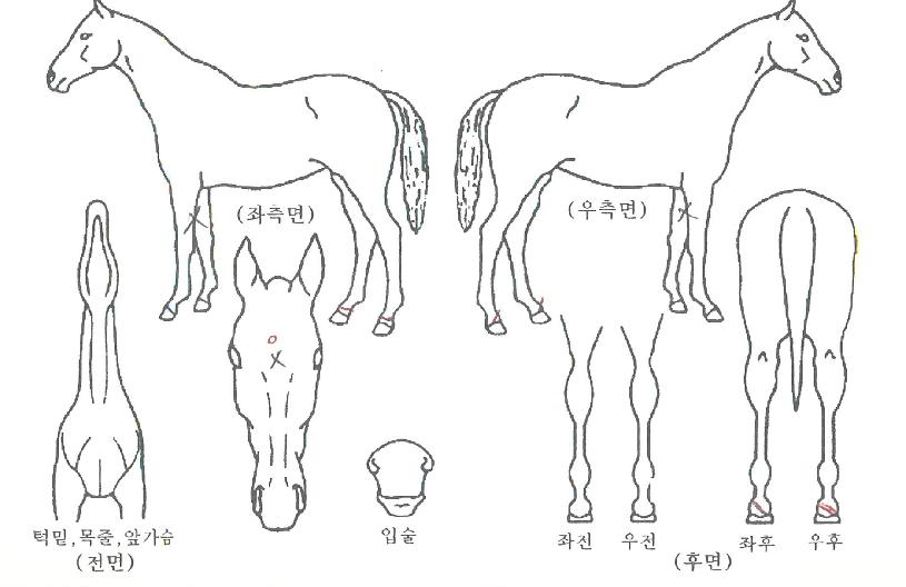 ���ڶ���� ����,���,�޸�,�λ�,�ٸ��� Ư¡����