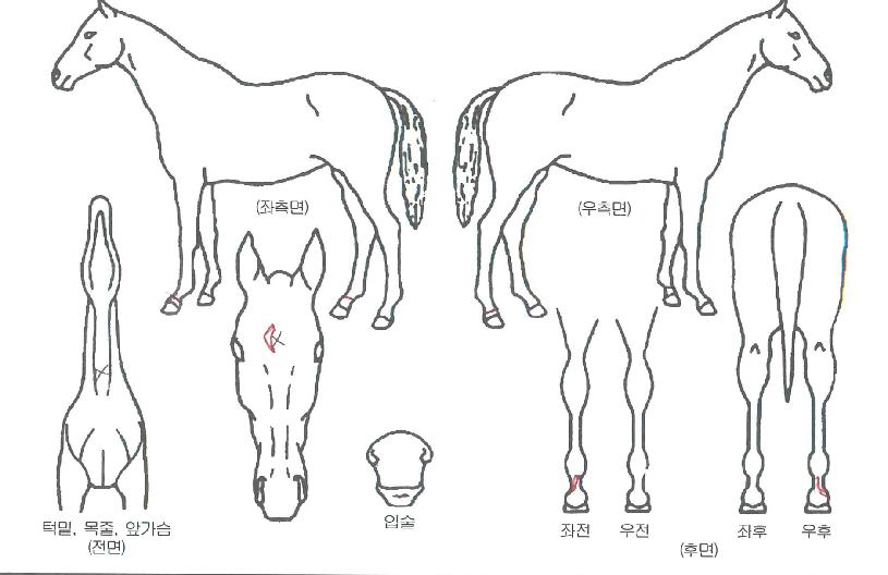 �Ѷ����� ����,���,�޸�,�λ�,�ٸ��� Ư¡����