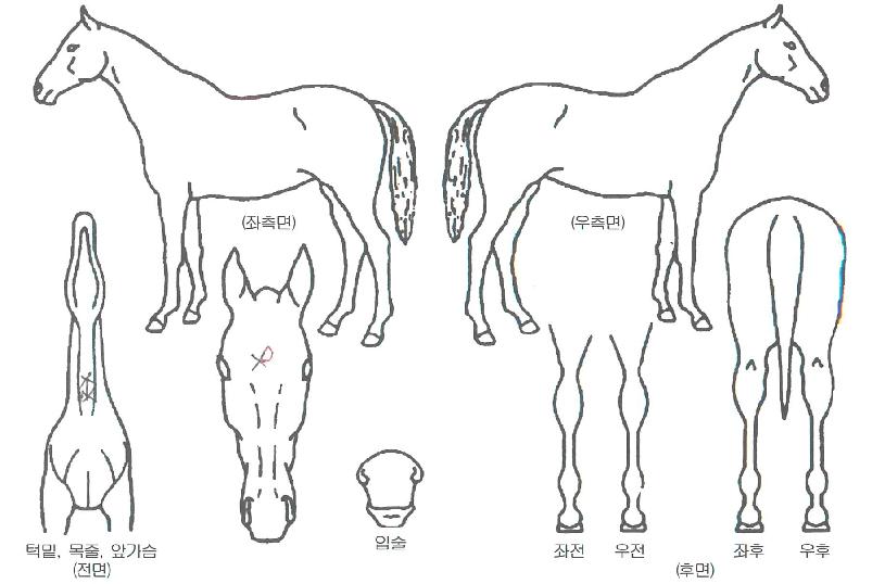 ķ������ ����,���,�޸�,�λ�,�ٸ��� Ư¡����