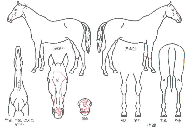 ÅëÄèÇÑ¿ì½ÂÀÇ Ãø¸é,¿ì¸é,µÞ¸é,µÎ»ó,´Ù¸®ÀÇ Æ¯Â¡µµÇØ