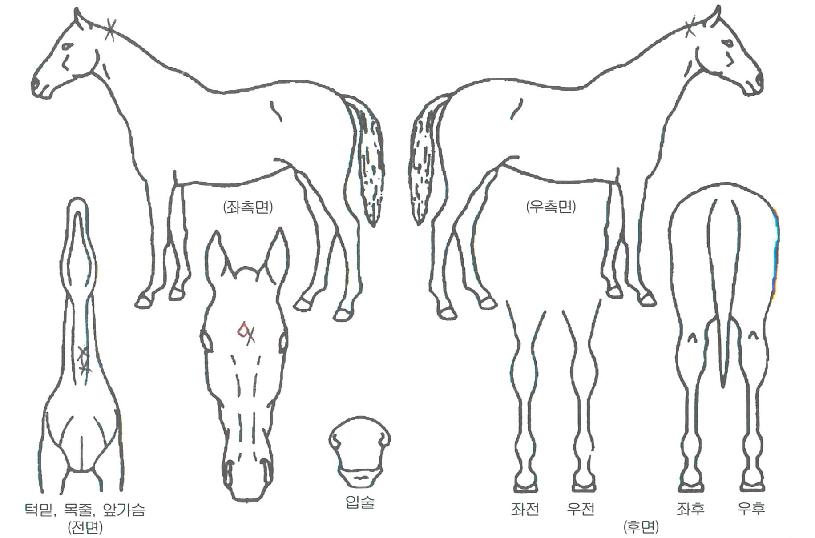 ½Â¸®¿£Á©ÀÇ Ãø¸é,¿ì¸é,µÞ¸é,µÎ»ó,´Ù¸®ÀÇ Æ¯Â¡µµÇØ